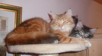 Kater Benny mit zwei jungen Miezen 9,5 Wochen alt.